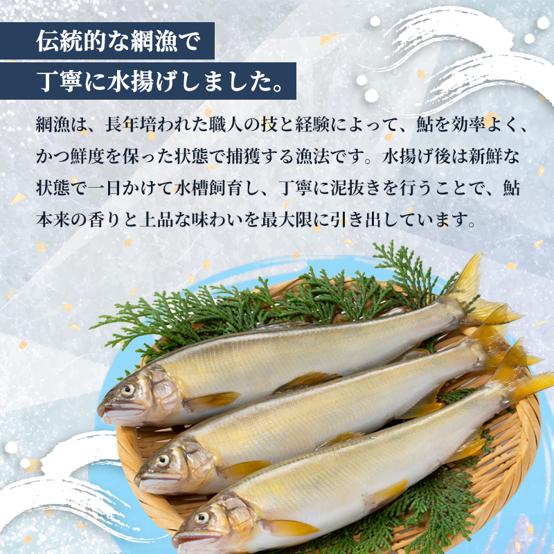 【2025年夏発送】 天然鮎 網獲り 約2kg（約30匹～44匹）【 由良川の網獲り 由良川漁協 鮮魚 生魚 活魚 あゆ 鮎 新鮮 魚 さかな 直送 舞鶴 京都 魚介 川魚 塩焼き 生あゆ 】