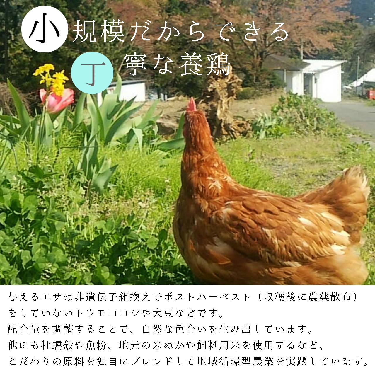赤岩高原たまご 80～90個入（特選/無選別Ｍ～Ｌ） 4.8kg以上 卵 大人数用 たまご 大入り