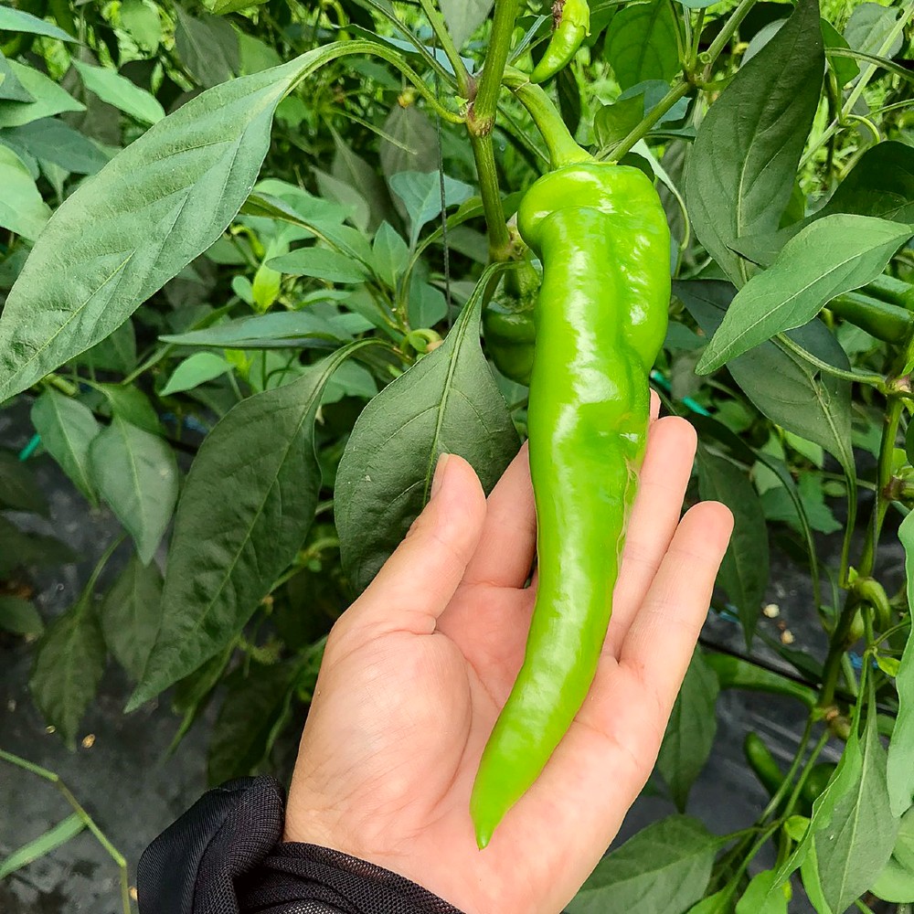 【2026年夏発送】京野菜 「万願寺とうがらし」 からくない！肉厚甘い 逸品 箱入り 1kg 2～4人用 伝統野菜 とうがらし 万願寺 ピーマン 大型 野菜 夏野菜 農家直送 揚げ物 炒め物 煮物 レシピ付き京都 舞鶴