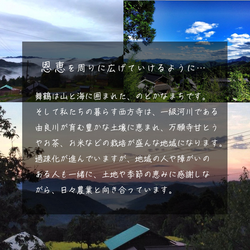えごま油 110g×3本 無農薬 自家栽培 低温圧搾 生絞り えごまオイル オイル 油 植物油 健康 国産 食用油 荏胡麻