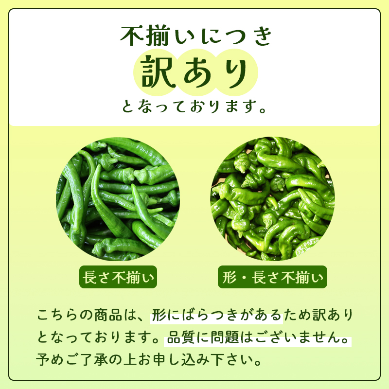 【2025年発送分】 【訳あり】 万願寺甘とう 4kg 京野菜 万願寺とうがらし 辛くない 舞鶴発祥 地場野菜 野菜 箱入り 農協 JA 京都府 舞鶴市