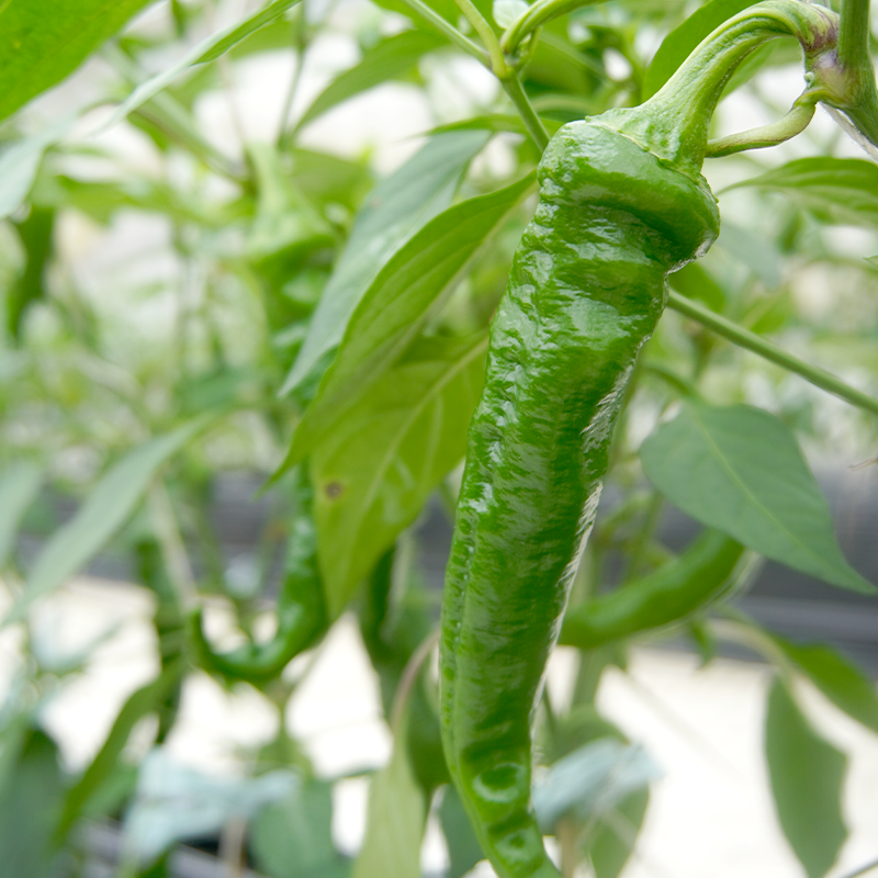【5月中旬～11月下旬発送】 万願寺 とうがらし 秀品 1kg 辛くない 美味しい おいしい 肉厚 甘い 旬 採れたて 箱入り 伝統野菜 バーベキュー BBQ 野菜 夏野菜 農家 産地 直送 揚げ物 炒め物 煮物 万願寺とうがらし 唐辛子 京都 舞鶴 | まんがんじ 万願寺とうがらし 万願寺唐辛子 唐辛子 ご当地野菜 地場産品 地場野菜 野菜 発祥 とうがらし 京都 京野菜 期間限定 夏野菜 秋 夏 野菜 やさい 箱入り