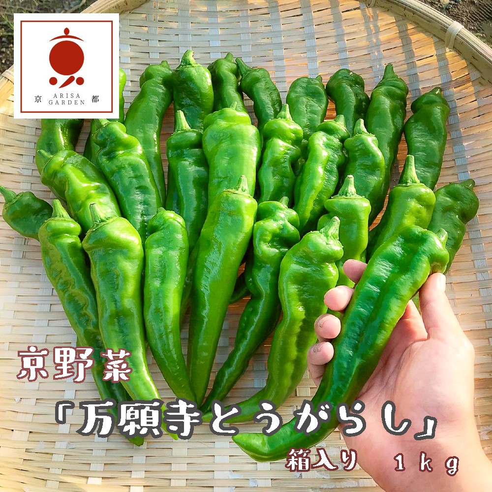 【2026年夏発送】京野菜 「万願寺とうがらし」 からくない！肉厚甘い 逸品 箱入り 1kg 2～4人用 伝統野菜 とうがらし 万願寺 ピーマン 大型 野菜 夏野菜 農家直送 揚げ物 炒め物 煮物 レシピ付き京都 舞鶴