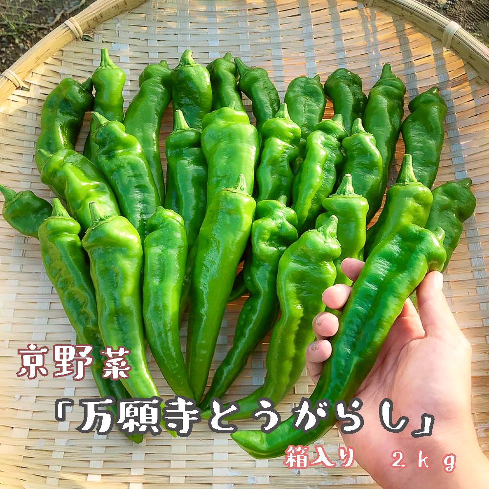 【2026年夏発送】京野菜 「万願寺とうがらし」 からくない！肉厚甘い 逸品 箱入り 2kg 4人以上用 伝統野菜 とうがらし 万願寺 ピーマン 大型 野菜 夏野菜 農家直送 揚げ物 炒め物 煮物 レシピ付き京都 舞鶴