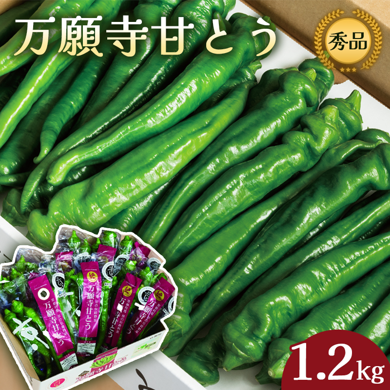 【2025年発送分】 万願寺甘とう 1.2kg 150g×8袋 京野菜 万願寺とうがらし 辛くない 舞鶴発祥 地場野菜 野菜 小袋 箱入り 農協 JA 京都府 舞鶴市
