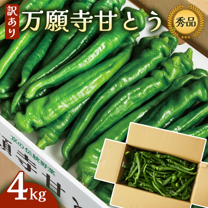【2025年発送分】 【訳あり】 万願寺甘とう 4kg 京野菜 万願寺とうがらし 辛くない 舞鶴発祥 地場野菜 野菜 箱入り 農協 JA 京都府 舞鶴市