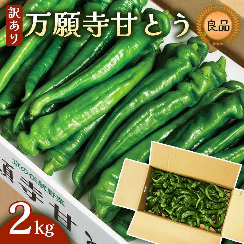【2025年発送分】 【訳あり】 万願寺甘とう 2kg 京野菜 万願寺とうがらし 辛くない 舞鶴発祥 地場野菜 野菜 箱入り 農協 JA 京都府 舞鶴市
