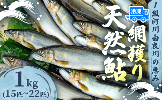 天然鮎 網獲り 冷凍 約1kg（約15匹～22匹）【 由良川の網獲り 由良川漁協 冷凍あゆ 冷凍鮎 高鮮度 冷凍 あゆ 鮎 魚 さかな 舞鶴 京都 】