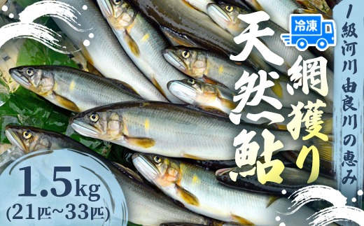 天然鮎 網獲り 冷凍 約1.5kg（約21匹～33匹）【 由良川の網獲り 由良川漁協 冷凍あゆ 冷凍鮎 高鮮度 冷凍 あゆ 鮎 魚 さかな 舞鶴 京都 】