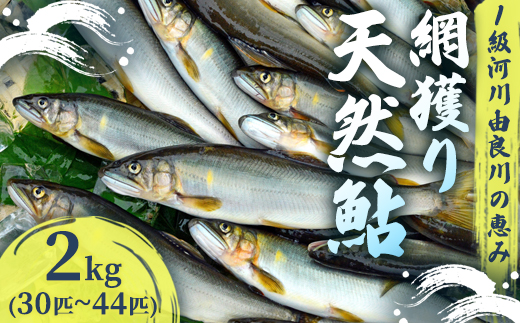 【2025年夏発送】 天然鮎 網獲り 約2kg（約30匹～44匹）【 由良川の網獲り 由良川漁協 鮮魚 生魚 活魚 あゆ 鮎 新鮮 魚 さかな 直送 舞鶴 京都 魚介 川魚 塩焼き 生あゆ 】