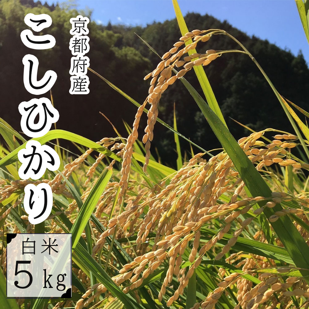 令和6年度産 コシヒカリ 5kg 精米 白米 お米 ごはん 京都産 舞鶴産 農家直送