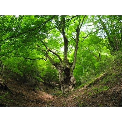 農家民宿『里山ゲストハウス　クチュール』宿泊1名様分+2食(共同調理)+ハイキングガイド(約5時間)