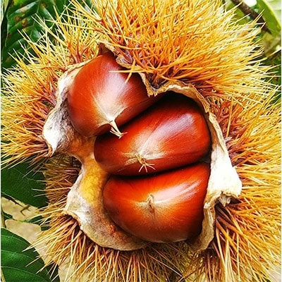 【数量限定/氷温熟成】京栗　おまかせセット　4種類　＜合計2kg＞【配送不可地域：離島】