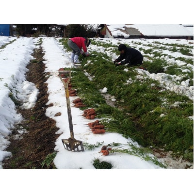 ともときファーム丹波の冬の甘いにんじん【配送不可地域：離島】