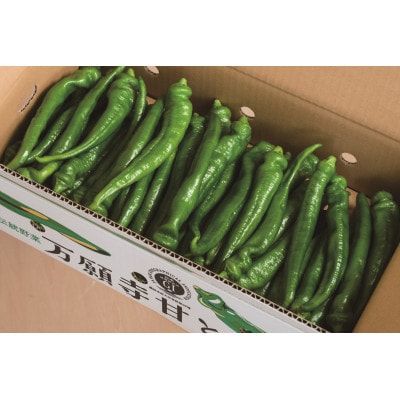 甘い!美味い!辛くない!京のブランド産品「万願寺甘とう」 2kg【配送不可地域：離島】