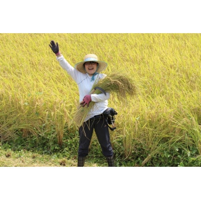 ～栽培期間中 稲穂に農薬不使用～京都のお米  令和7年産コシヒカリ5kg【精米】