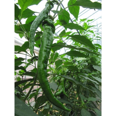 甘い!美味い!辛くない!京のブランド産品「万願寺甘とう」 1kg【配送不可地域：離島】