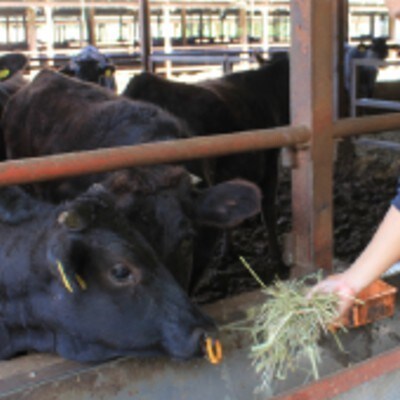 京都姫牛　ロース焼肉500g【配送不可地域：離島】