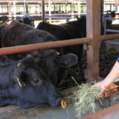 京都姫牛　赤身焼肉500g(モモ)【配送不可地域：離島】