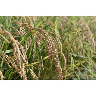 ～栽培期間中 稲穂に農薬不使用～京都のお米  令和7年産コシヒカリ5kg【精米】