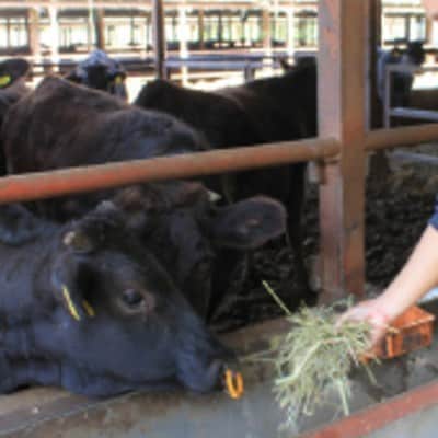 【毎月定期便】京都姫牛 切り落とし600g(ロース、モモ、カルビ)全3回【配送不可地域：離島】