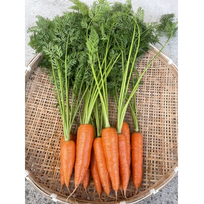 ともときファーム丹波の初夏の葉付きにんじん【配送不可地域：離島】