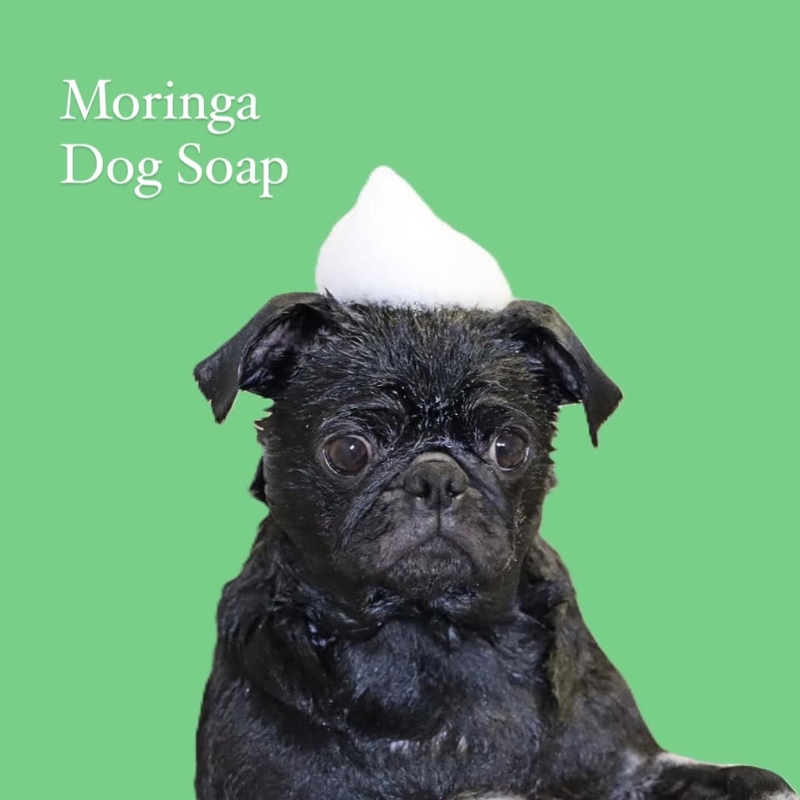 モリンガドッグシャンプーバー1個 ペット用品 ペット ドッグシャンプー ペットシャンプー シャンプー 犬 犬用 サラサラ 低刺激 モリンガ 宮津市 京都府