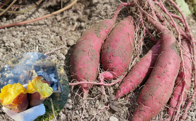 京都府産　干し芋(紅はるか) 150g×5袋　さつまいも サツマイモ 紅はるか ねっとり 自家栽培 宮津市 京都府　栽培期間中農薬・化学肥料・除草剤不使用