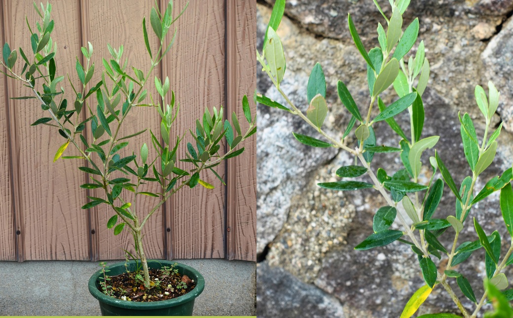 オリーブの苗木