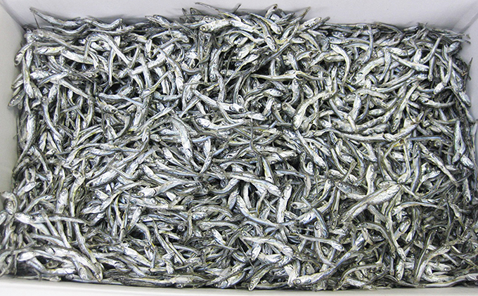 京都府産 特選 じゃこ煮干し 220g × 5袋　カタクチイワシ 煮干 自宅用 家庭用 業務用 大容量 だし 出汁 魚貝類 干物 魚 カタクチイワシ