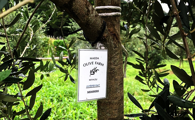 京都宮津 オリーブの樹のオーナー（3年間）