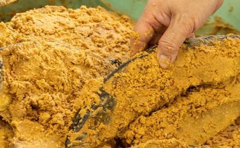 橋立やまいちサバへしこ 大2本セット 鯖 魚 魚介類 干物 さば さばのへしこ 米ぬか 郷土料理 伝統 ぬか漬け 糠漬け ヌカ漬け