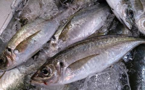 カネマスの一刻干し詰め合わせ(7種類) 魚貝類 魚 旬 干物　ひもの セット 詰め合わせ 丹後 旬 冷凍 日本酒 肴 珍味