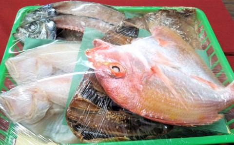 海の京都 橋立やまいち 干物セット 贈答用 A 魚貝類 一夜干し 桜干し みりん干し 干物 ひもの 詰め合わせ セット おつまみ