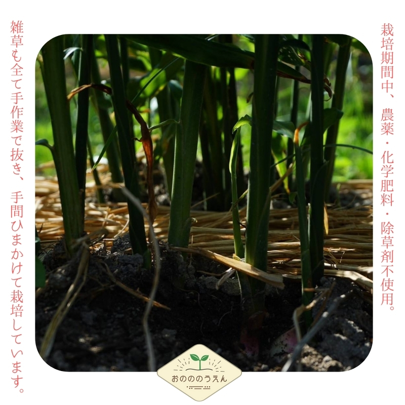 【2026年発送分予約】京都府産　新生姜 2kg 栽培期間中 農薬 化学肥料 除草剤不使用 生姜 しょうが 酢漬け 薬味 野菜 紅茶 ガリ チューハイ 健康 国産 おつまみ