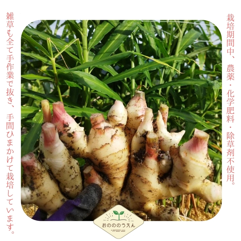 京都府産 生姜 収穫体験 チケット 新生姜 お土産3kg付 栽培期間中 農薬 化学肥料 除草剤不使用