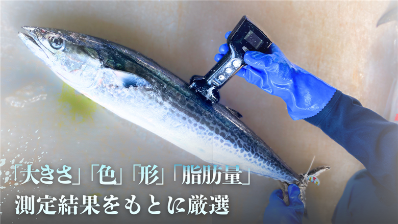 一本釣「特選船上活〆サワラ」京都宮津