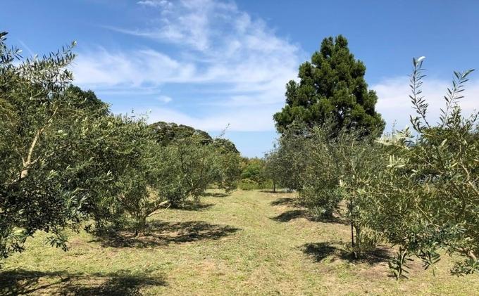 宮津の風景プレミアム ソープ （ 洗顔用 石けん ）植物性 保湿 美容 無添加 天然 洗顔 石鹸 固形 せっけん 肌 手作り 手づくり