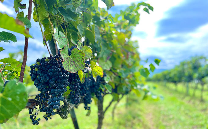 京都産 赤ワイン 塩 50g×3本セット《 天橋立ワイナリー 》