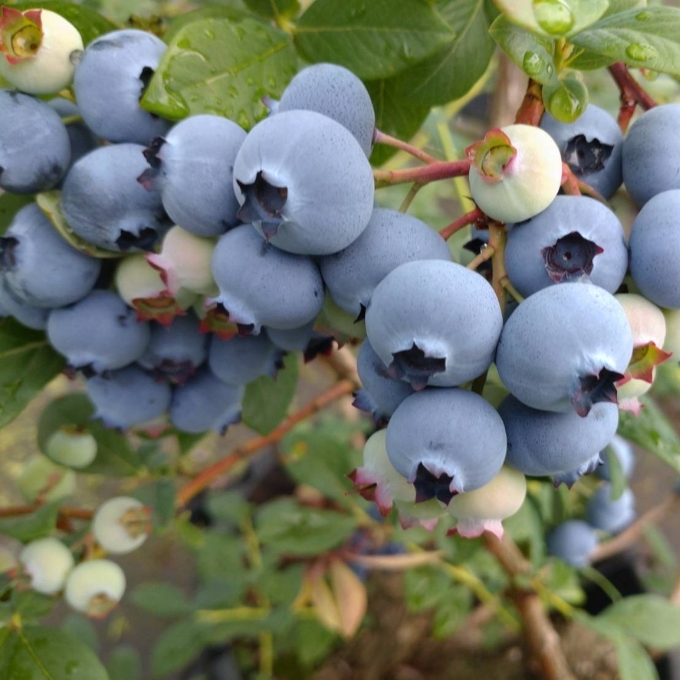 京都 天橋立産 冷凍 ブルーベリー 1kg（500g×2パック）（生食用）