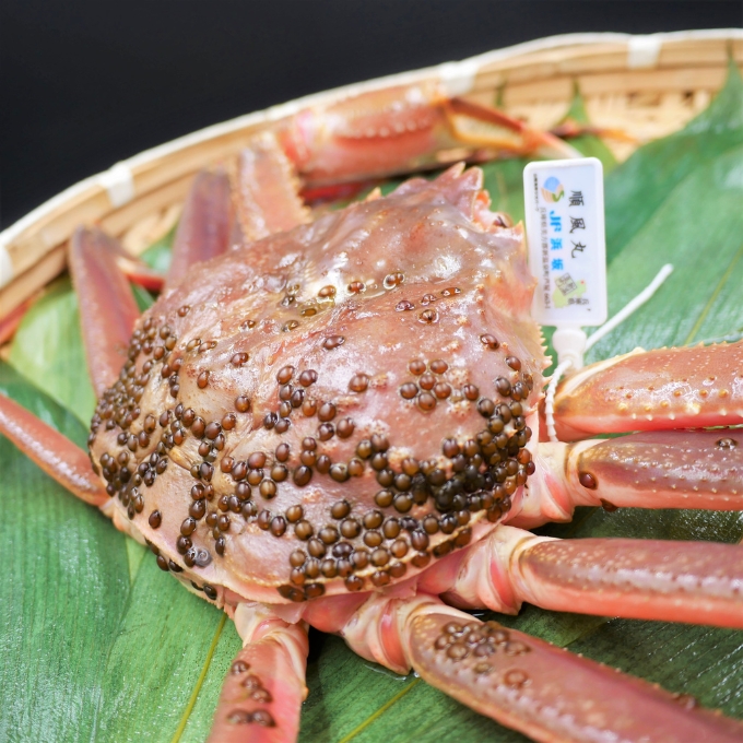 松葉ガニ 茹で タグ付き1kg up《2024年11月中旬～12月中旬、もしくは、2025年1月中旬以降以降順次発送》