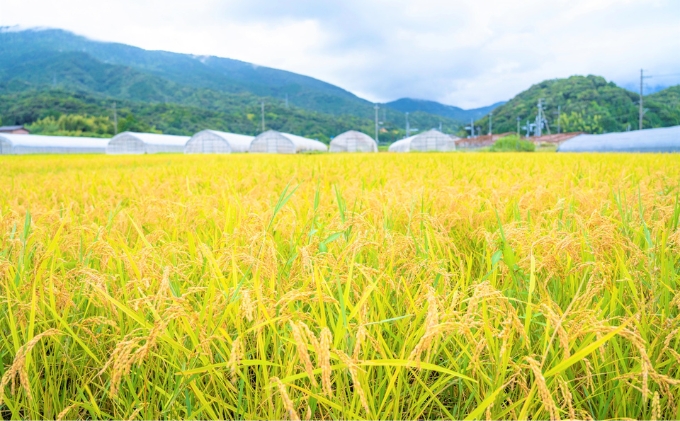 京都 宮津産 コシヒカリ と 旬の野菜詰合わせ お米 白米 精米 コシヒカリ 5キロ ごはん ご飯 おにぎりお弁当 野菜
