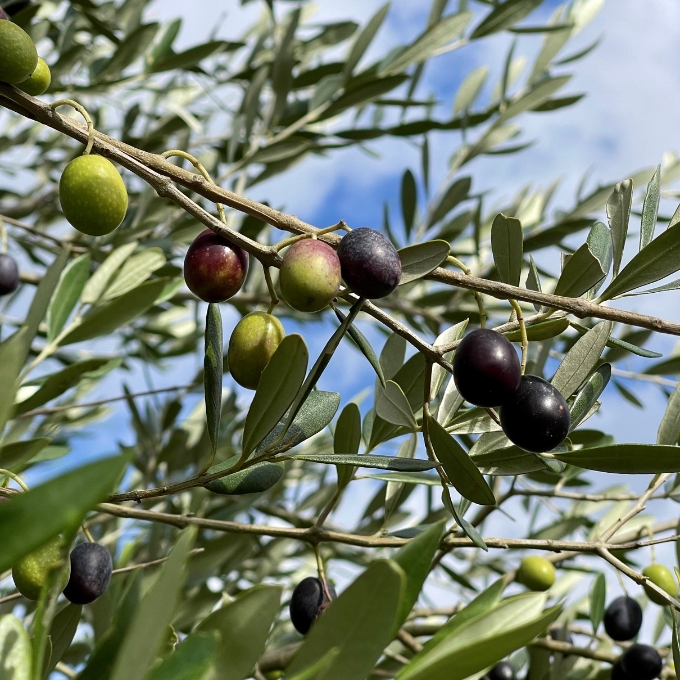 京都宮津産 オーガニックオリーブ 石鹸 80g 植物性 保湿 美容 無添加 ソープ 天然 洗顔 固形 せっけん 手作り