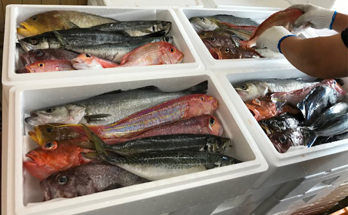 京都府宮津市産『朝どれ！山一鮮魚おおきに便』約4～5kg《未加工》