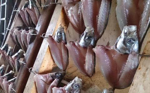 カネマスの一刻干し詰め合わせ(7種類) 魚貝類 魚 旬 干物　ひもの セット 詰め合わせ 丹後 旬 冷凍 日本酒 肴 珍味