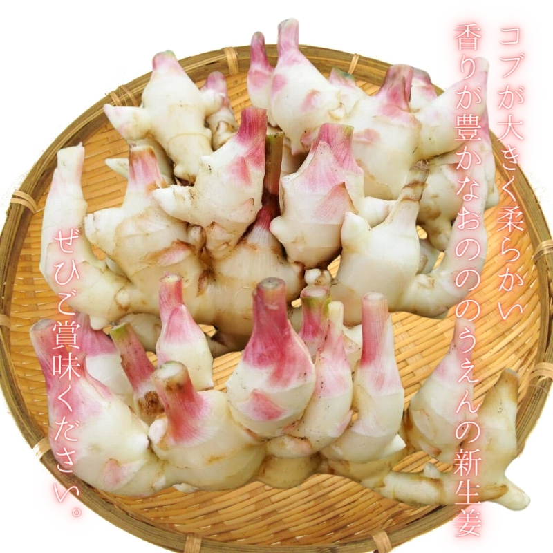 京都府産 生姜 収穫体験 チケット 新生姜 お土産2kg付 栽培期間中 農薬 化学肥料 除草剤不使用