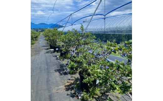 加工用 天橋立産冷凍ブルーベリー2kg