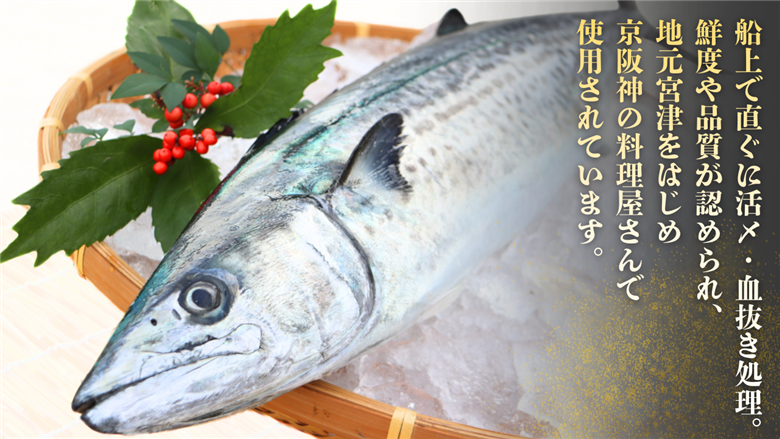 一本釣「特選船上活〆サワラ」京都宮津