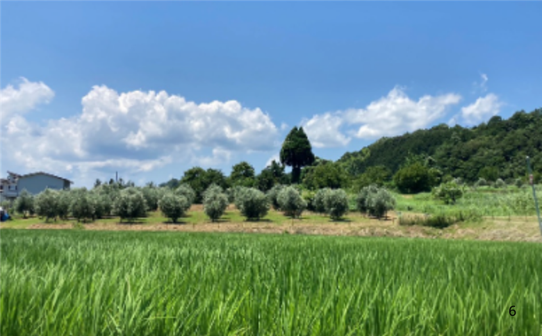 オリーブの苗木