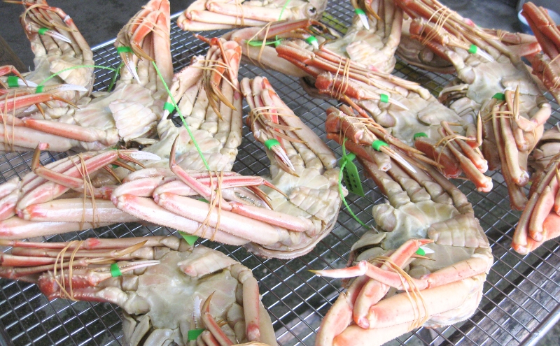 松葉蟹 ほぐし身（特上）活き蟹 1200g級使用 甲羅盛り 〈11月中旬～2026年3月末発送〉 蟹 カニ かに 松葉蟹 松葉ガニ ズワイガニ 剥き身 殻なし